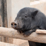 black-pigs-2-by-nedbenj-ned-benjamin-1291786